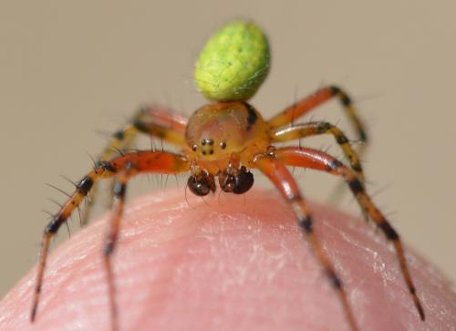 Araniella sp.